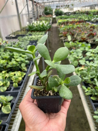 Succulent Crassula &