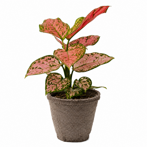 Chinese Evergreen &