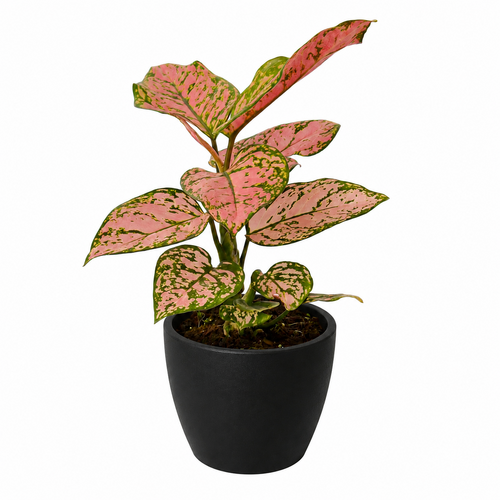Chinese Evergreen &