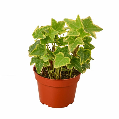 English Ivy Gold House Plant by House Plant Dropship, showcasing lush green and gold variegated foliage for home decor.