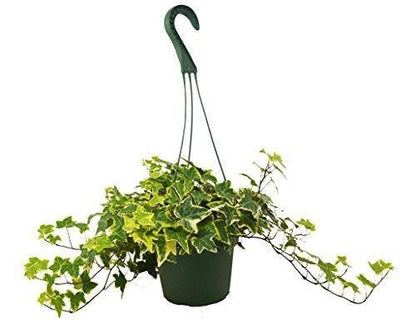 English Ivy Gold houseplant from House Plant Dropship, vibrant green and gold foliage suitable for home and garden décor.