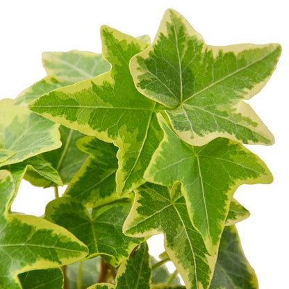 English Ivy Gold House Plant from House Plant Dropship, vibrant green and gold foliage, ideal for home and garden decor.