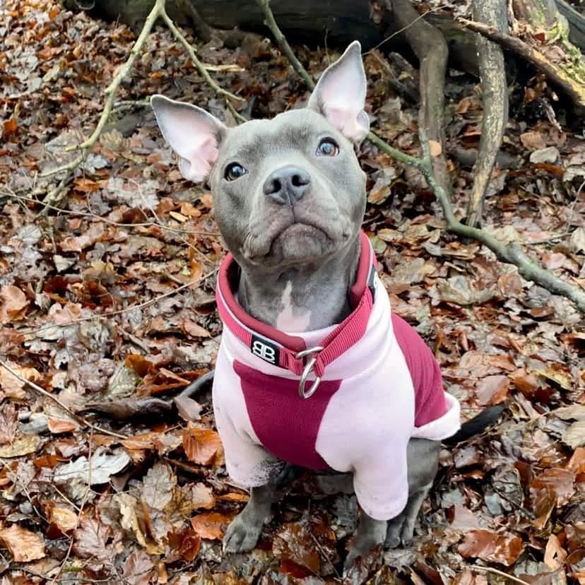 Waterproof Dog Fleece: Pink and Wine